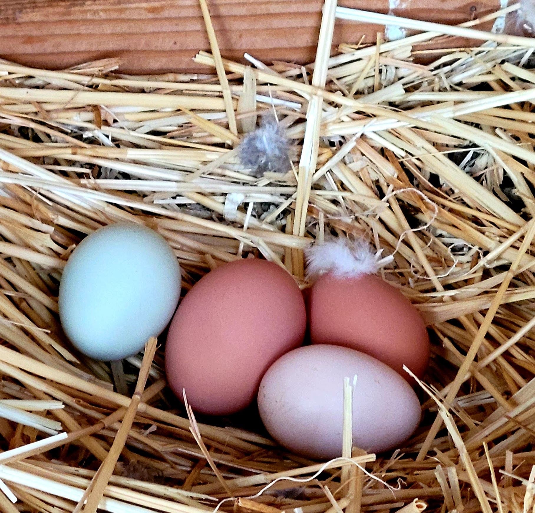 Nan's Homestead LLC photo