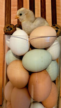 Load image into Gallery viewer, Fresh Butt Nuggets! 1/2 dozen (Chicken Eggs)