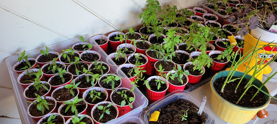 Indoor Sowing in Colorado