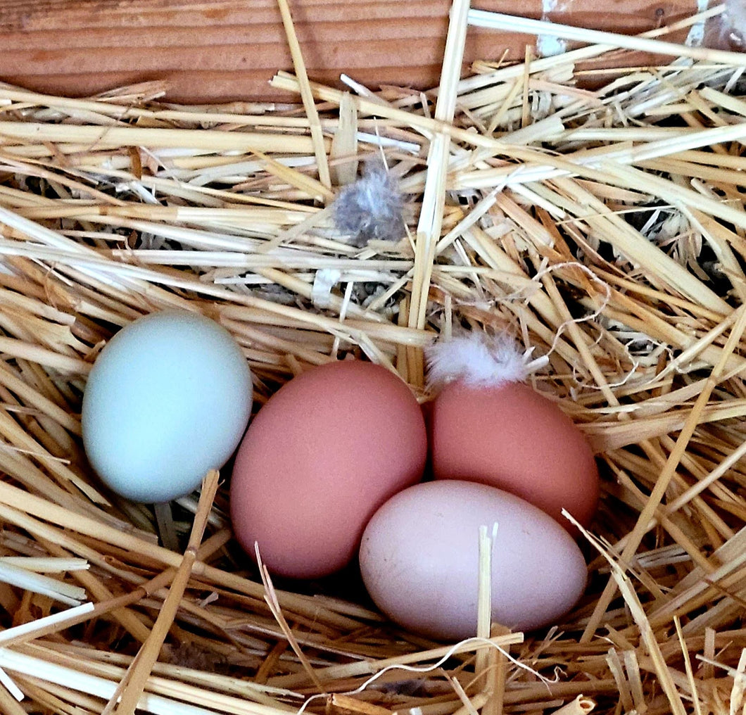 Fresh Butt Nuggets! 1/2 dozen  (Chicken Eggs)